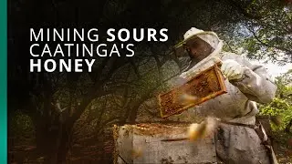 Mining activities threaten honey production in the Caatinga biome