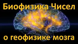 Interscalar - Биофизика Чисел о Геофизике Мозга