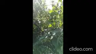 Київ. Збір липи на Біличах