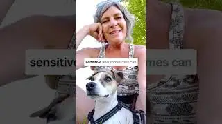 Life lessons from dog training