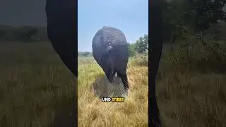 Elephants love their babies 🥰