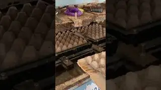 Egg Trays #manufacturingproces #shortvideo