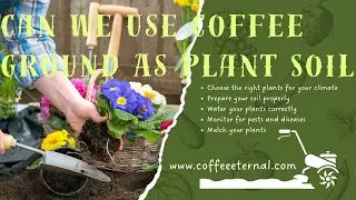 🖤⛺ Can We Use Coffee Ground As Plant Soil! 🌷🔑