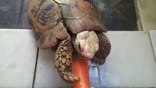 Barry the tortoise has a broken shell