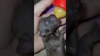 Первые дни