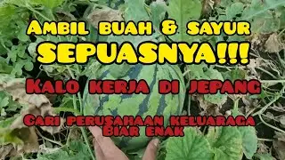 Seperti ini enak nya prusahaan keluarga di jepang🇯🇵, ngambil buah atau sayur pun bebas