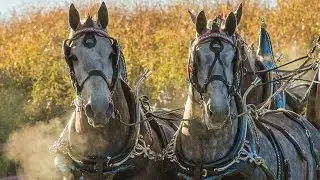Amazing Horse - Percheron