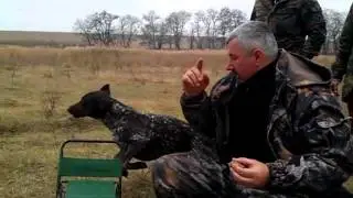 Настоящая охотничья собака.flv
