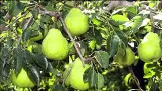 MONY MEDRANO - CIPOLLETTI Y EL ALTO VALLE