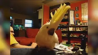 EXTREMELY FUNNY ANIMAL clips - TRY to HOLD your LAUGH