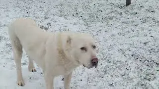 БГ Ак Гуш, 7 лет