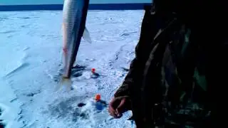 Корюшка на 200 грамм