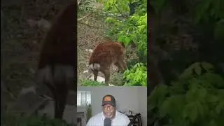 thats not a pet thats a wild animal