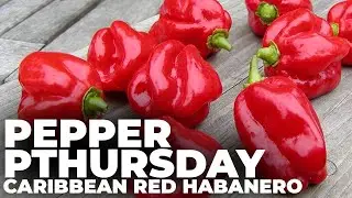 Pepper Pthursday: Caribbean Red Habanero