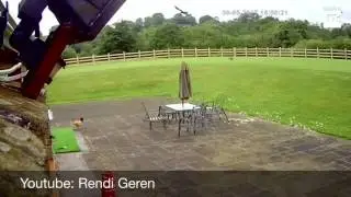 Video Unik! Musang Berburu Ayam di Sebuah Perternakan
