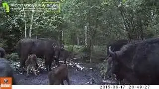 ID579/НП Орловское Полесье/Маточное стадо зубров