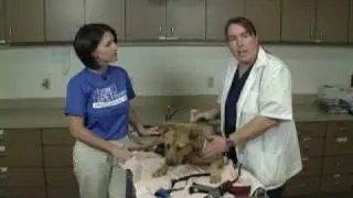 Vet Tip - Safe Restraint Methods