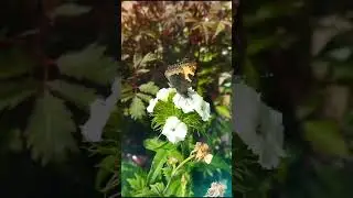 Бабочка кушает!