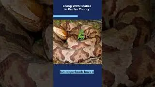 Living with Snakes in Fairfax County #shorts