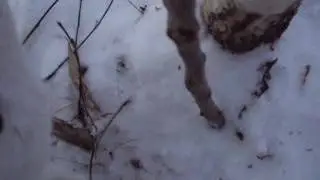 Заяц в петле. Ловля зайца петлями.