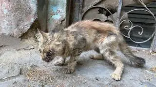 A Miserable Cat Had An Accident And She Left Broken, Blind Suffer Alone Rescue | Before & After