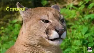 Wildlife in Amazon Jungle  Rainforest Sounds  Scenic Relaxation Film Meerkat Deer Camel Caracal Wild