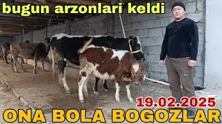 ONA BOLA BOGOZ SIGIRLAR SOTILADI ☎️902052128 февраля 2025 г.она бола богоз сигирлар гунажин сотилади