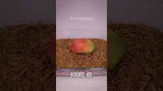 So satisfying to see this mango disappear