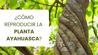 Guía Completa: Cómo Reproducir la Planta Ayahuasca (Banisteriopsis caapi)