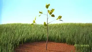 The most satisfying video of tree growing video in reverse || watch for satisfaction||