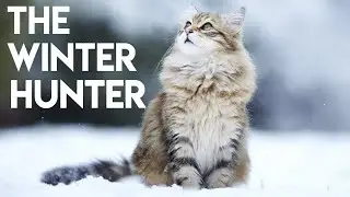Siberian Cat 101 - Learn ALL About Them!