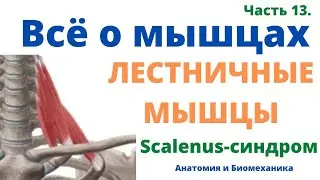 Лестничные мышцы. Синдром лестничных мышц. Всё о мышцах. Часть 13.