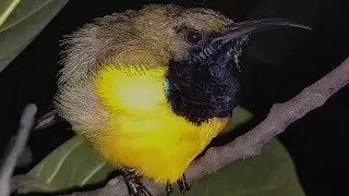 Olive-backed Sunbird "Tamsi" in Negros Occidental, Philippines
