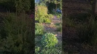 #сад