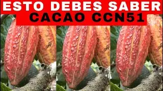 COCOA: THIS IS WHAT YOU SHOULD KNOW ABOUT CCN-51 COCOA (REVEALED)