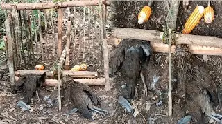 Create amazing wood trap to catch chicken