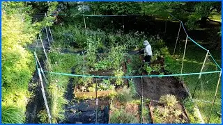 Jane's Garden World July 2024