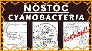 Nostoc Cyanobacteria | Structure Reproduction Habitat and Ecological Importance of Genus Nostoc