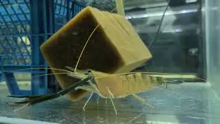 Афера століття, або крутий бізнес. Macrobrachium rosenbergii. Giant Freshwater Prawn.