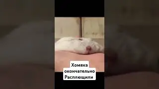 вот до чего доводит ваш хамстер комбат #hamsters #hamsterkombat