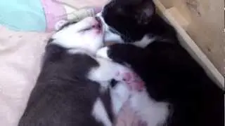 Смешные и любимые животные   Кошка и хаски