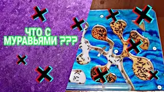 КАК ДЕЛА У МУРАВЬЕВ МЕССОР СТРУКТОР!!! СПУСТЯ 2 ГОДА! EXO TOP