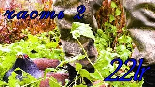 22 lr / В ГЛУХАРИНЫЙ РАЙ С МЕЛКАШКОЙ.часть 2