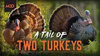 The 'Tail' of Two Turkeys | Kansas / Wisconsin Spring Turkey Hunting