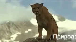 Аҷоиб Видео Хирсбача аз Пума рахо меёбад  Пума и медвежонок