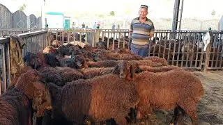 ОПТОМ БОЗОРИ ДУШАНБЕ НАРХИ ГУСТФАН КУЧКОР ГИСАРИСКИЙ ОВЦЫ ОПТОМ ДЕШЕВЛЕ 12.07.2021