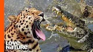 Top Jaguar and Leopard Hunting Scenes