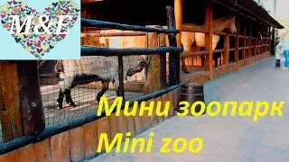 Мини зоопарк  Mini Zoo