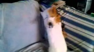 Bunny (mr mr)humping cat(akasha)pt1