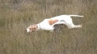 Partridge Hunt Sivas 2013 Dual Pointer Mehmet ARI